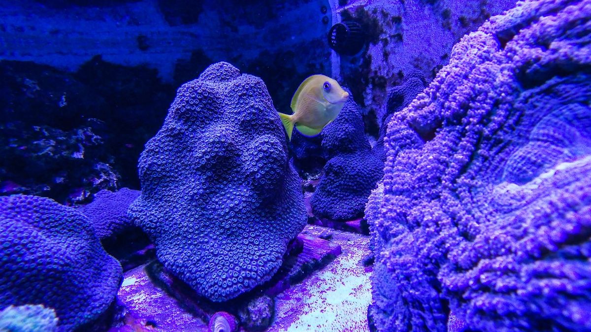 Fotky podmořské epidemie. Záhadná nemoc ničí korálový útes u Floridy
